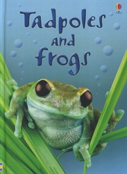 Tadpoles and Frogs