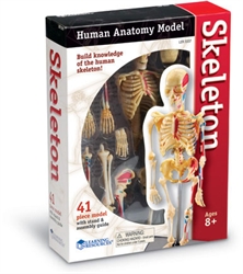 Skeleton Anatomy Model