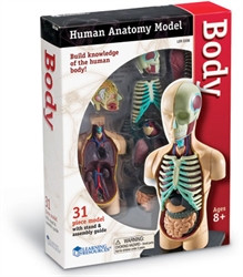 Human Body Anatomy Model