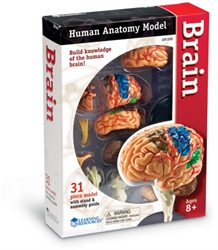 Brain Anatomy Model