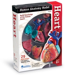 Heart Anatomy Model