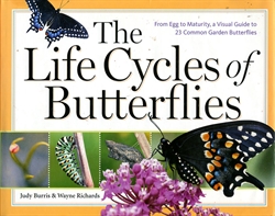 Life Cycles of Butterflies
