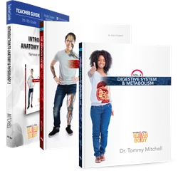Introduction to Anatomy & Physiology 2 - Set