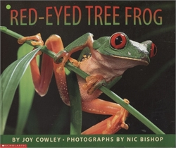 Red-Eyed Tree Frog