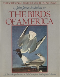 Original Water-Color Paintings by John James Audubon for Birds of America