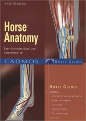 Horse Anatomy