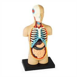 4d Human Anatomy Model - Torso