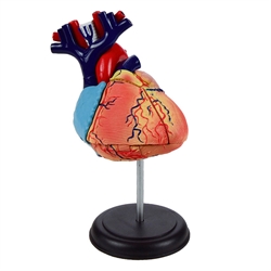 4d Human Anatomy Model - Heart