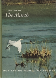 Life of the Marsh