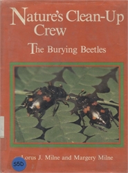 Nature's Clean-Up Crew: The Burying Beetles