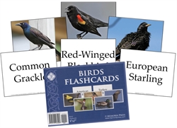 Birds Flashcards