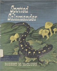 Spotted Salamander