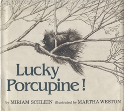 Lucky Porcupine