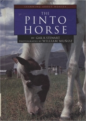 Pinto Horse