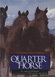 Quarter Horse