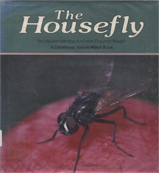 Housefly