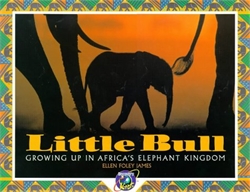 Little Bull